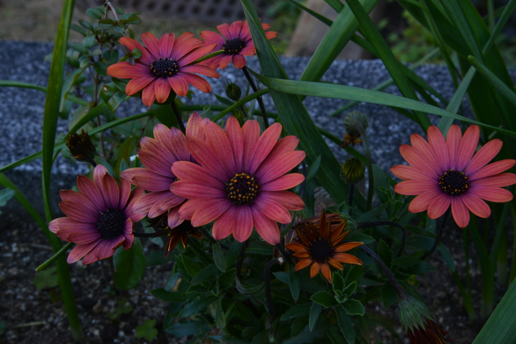 春の庭に咲く。。。！