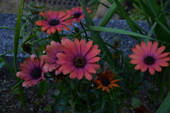 春の庭に咲く。。。！