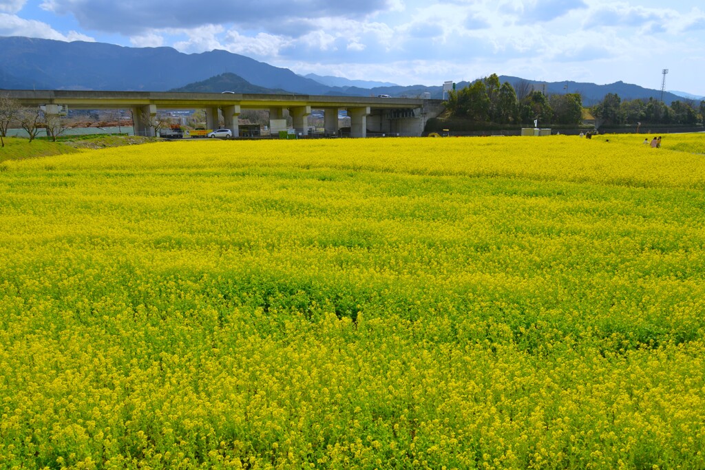黄色の絨毯　①。。。！