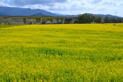 黄色の絨毯　①。。。！