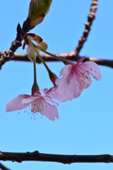 春待ち．．頬紅　➁。。。！