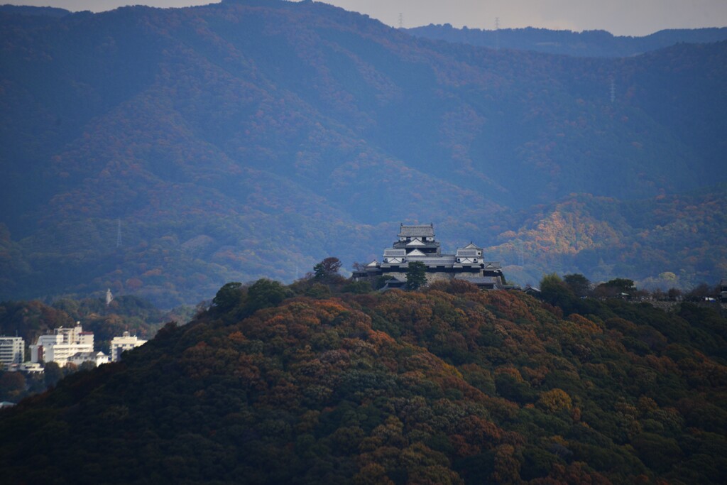松山城と紅葉。。。！