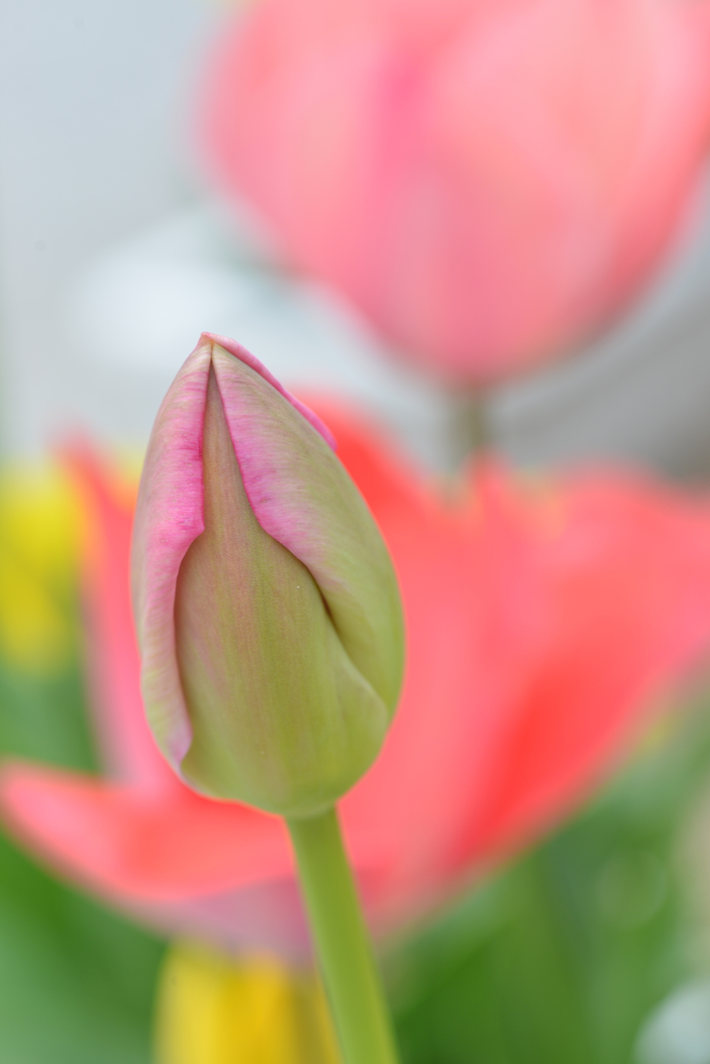 チューリップの咲く公園　➁。。。！