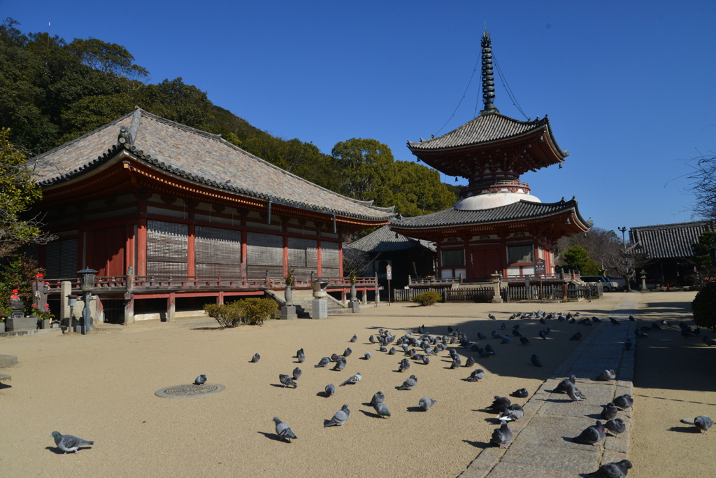 尾道浄土寺．．平和の鳩寺。。。！