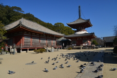 尾道浄土寺．．平和の鳩寺。。。！