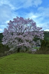 山郷に春を告げる。。。！