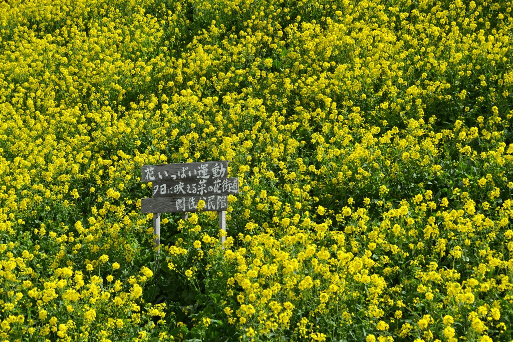 春一番．．菜の花　⑤。。。！