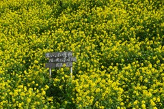 春一番．．菜の花　⑤。。。！