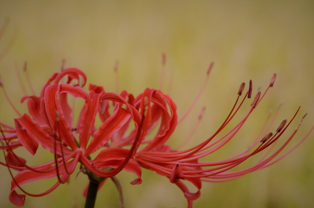 曼珠沙華咲き誇る　①　。。。！