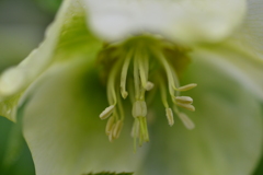 夢の後咲き。。。！