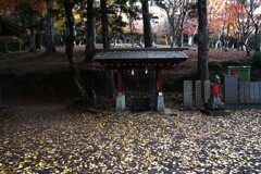 晩秋の迷宮への招待　④。。。！