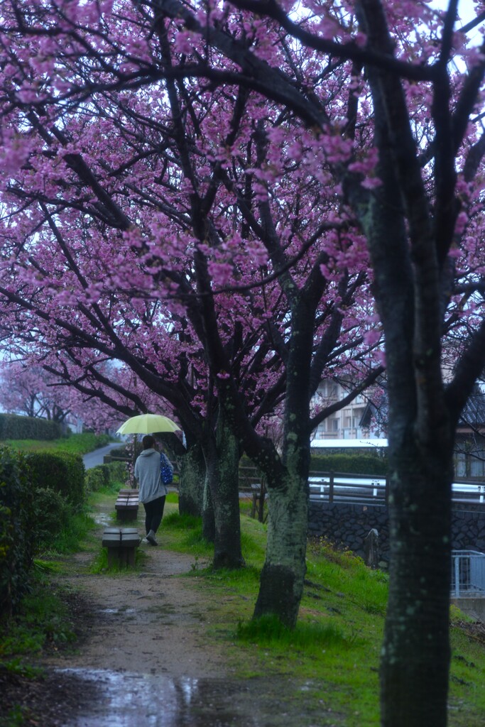 春が泣いてる　⑤。。。！