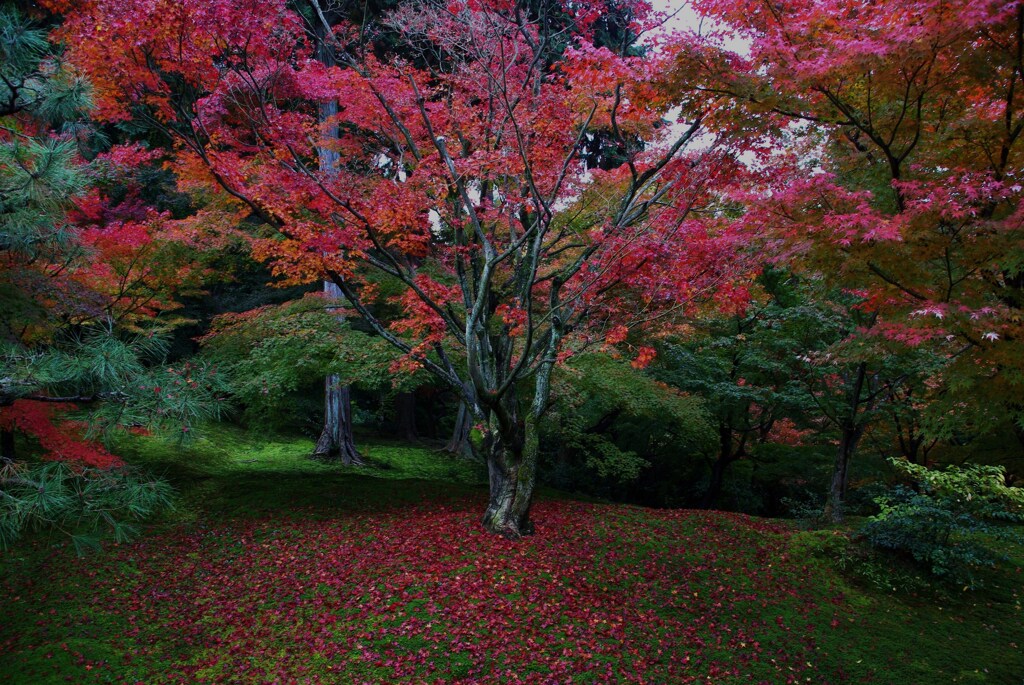 美しい日本の秋　。。。！