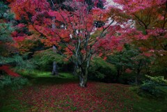 美しい日本の秋　。。。！
