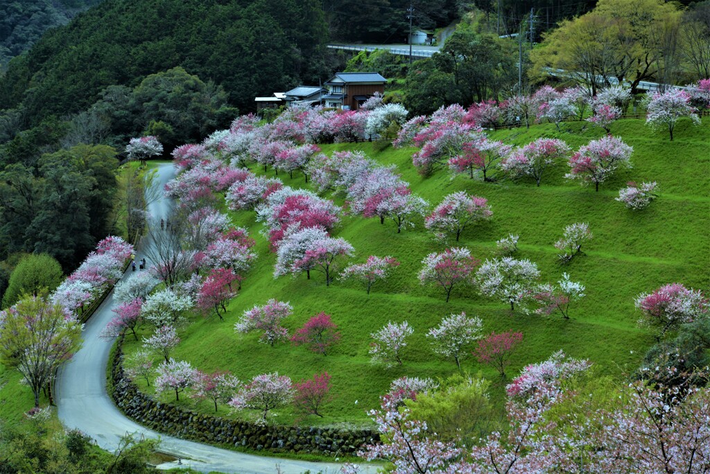 花園の小径。。。！