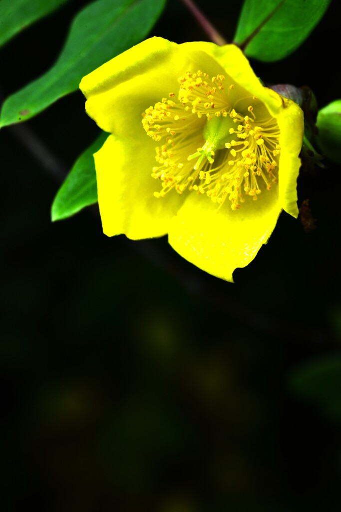 六月雨の花たちへ　①。。。！