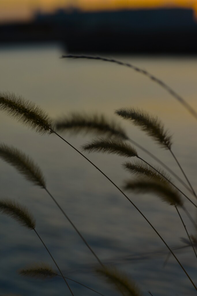 裏悲しきは秋の夕暮れ　。。。！