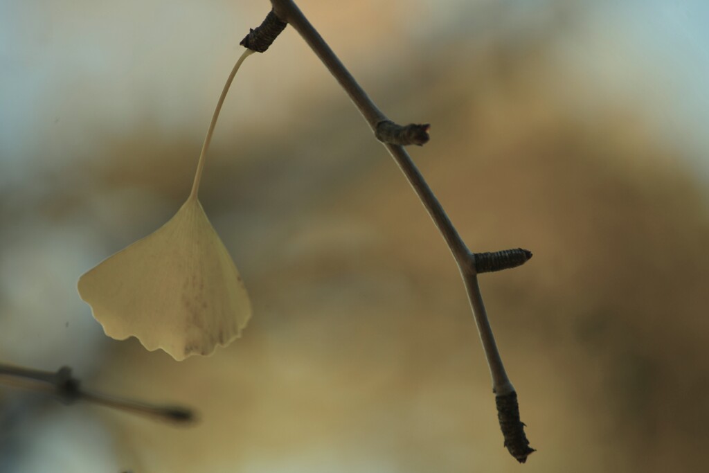 一夜の夢　④。。。！