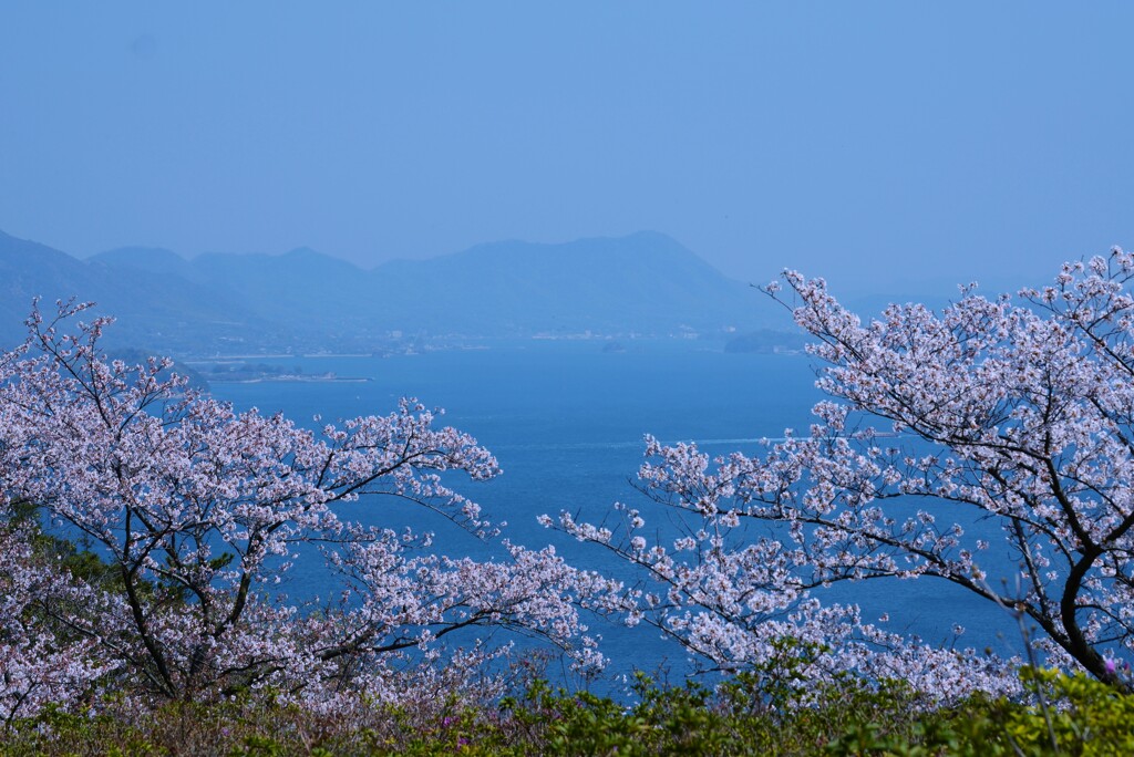 瀬戸内．．さくら乱舞。。。！