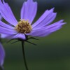 秋愁の野に咲く　①。。。！