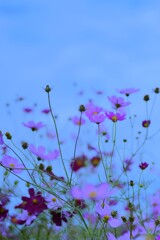 コスモスの小径　➂。。。！