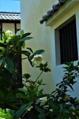 蔵の隅で香る夏。。。！