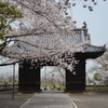 山寺の春　➁。。。！