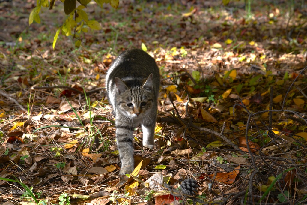 落葉を踏んで秋うらら　①。。。！