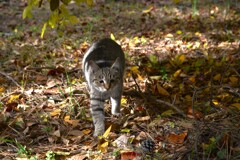 落葉を踏んで秋うらら　①。。。！