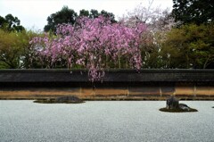 龍安寺の枝垂桜　㈡。。。！