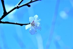 春の伝道師。。。！