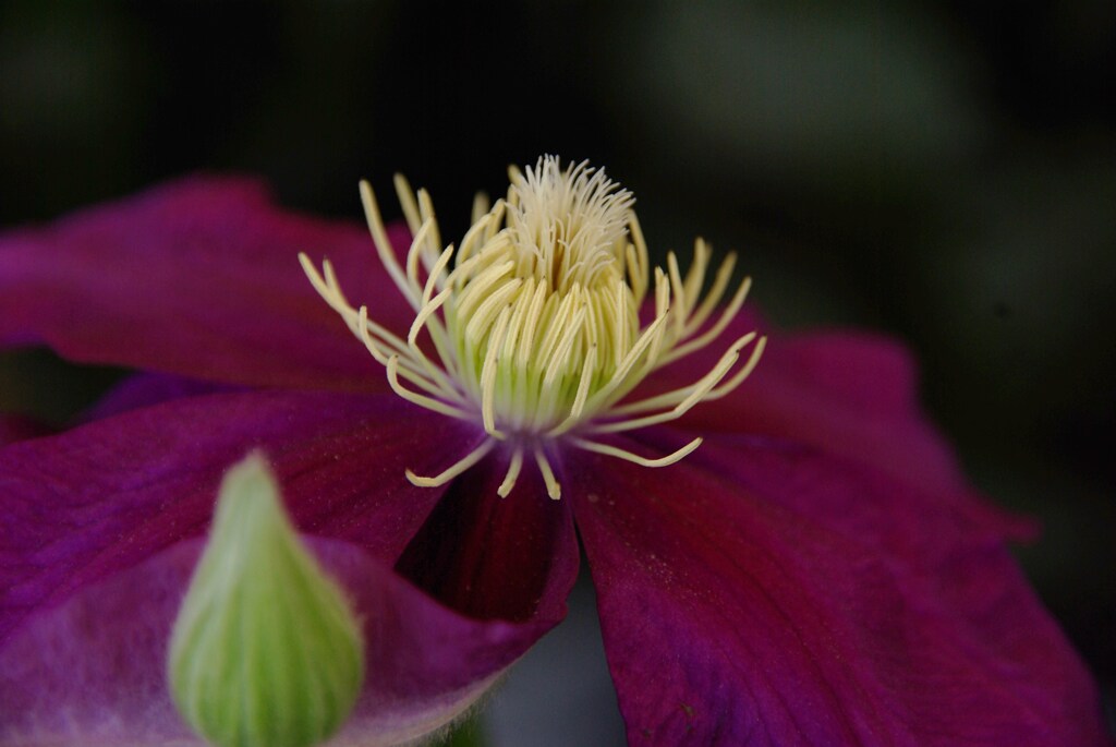 秋の花束　③　。。。！