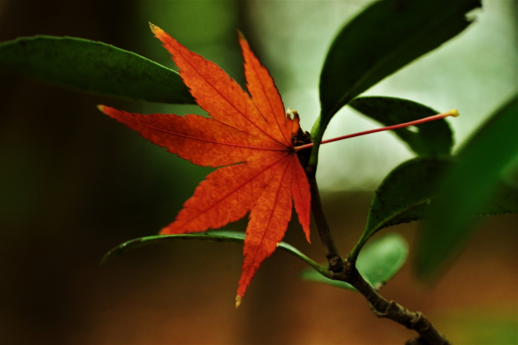 紅葉一輪。。。！