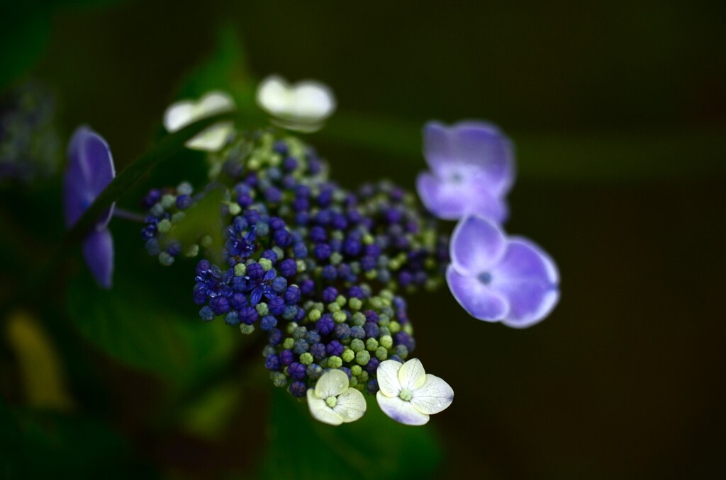 紫の冷雨　⑤。。。！