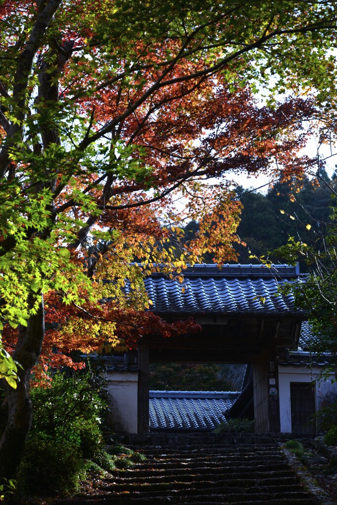 清源寺金色の石段　②。。。！