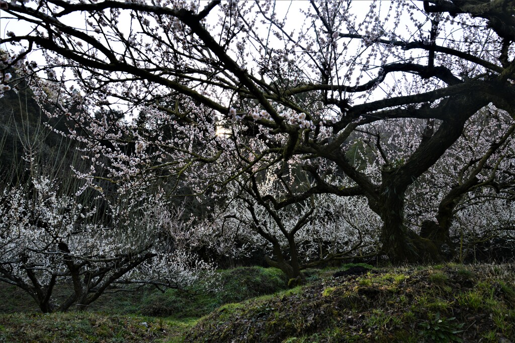 七折梅林の古木　①。。。！