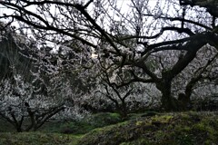 七折梅林の古木　①。。。！