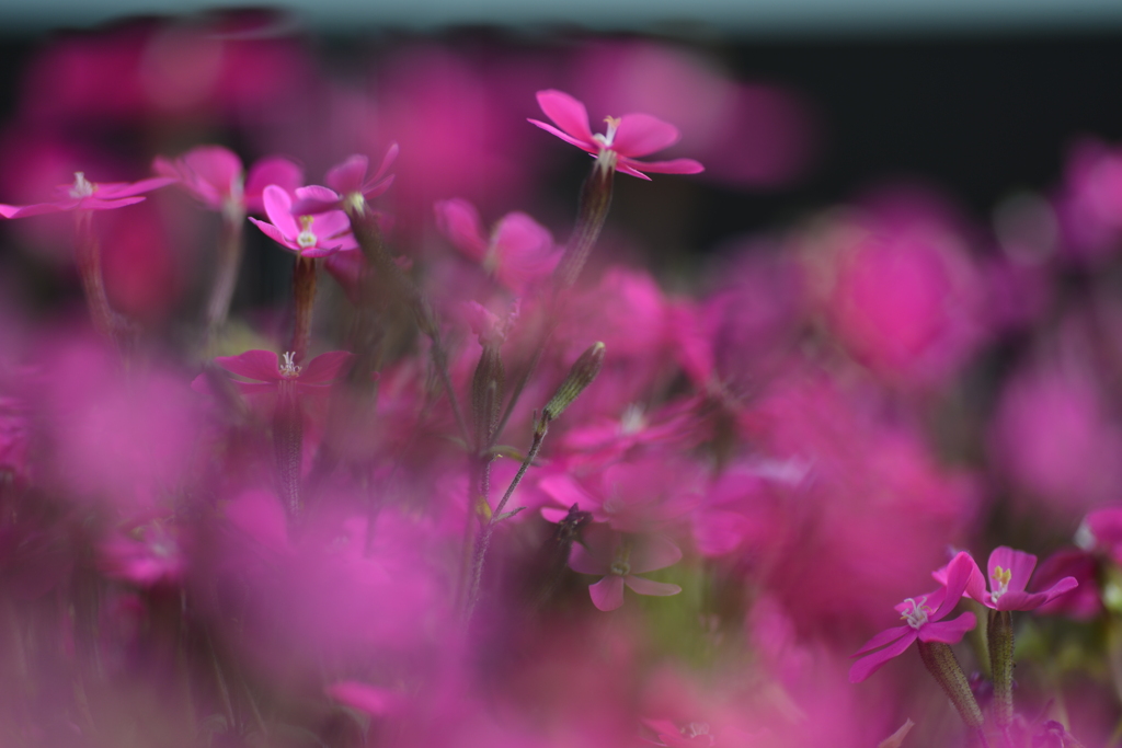 春よありがとう　③。。。！