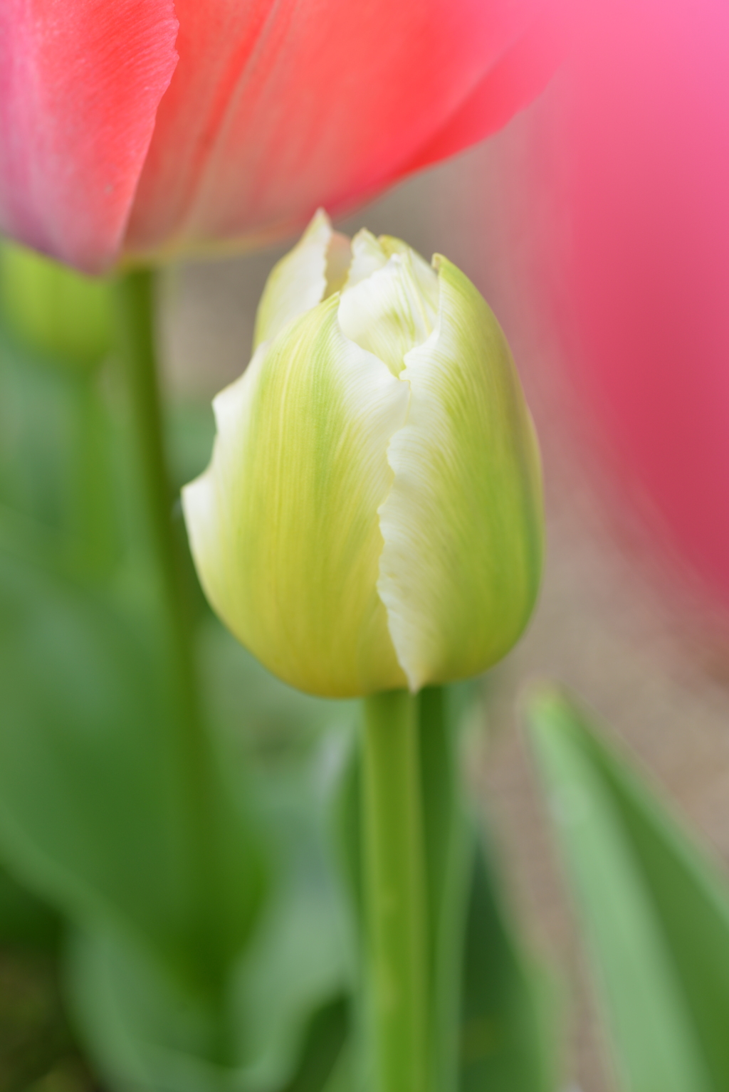 チューリップの咲く公園　➂。。。！