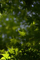 光と青紅葉　④。。。！
