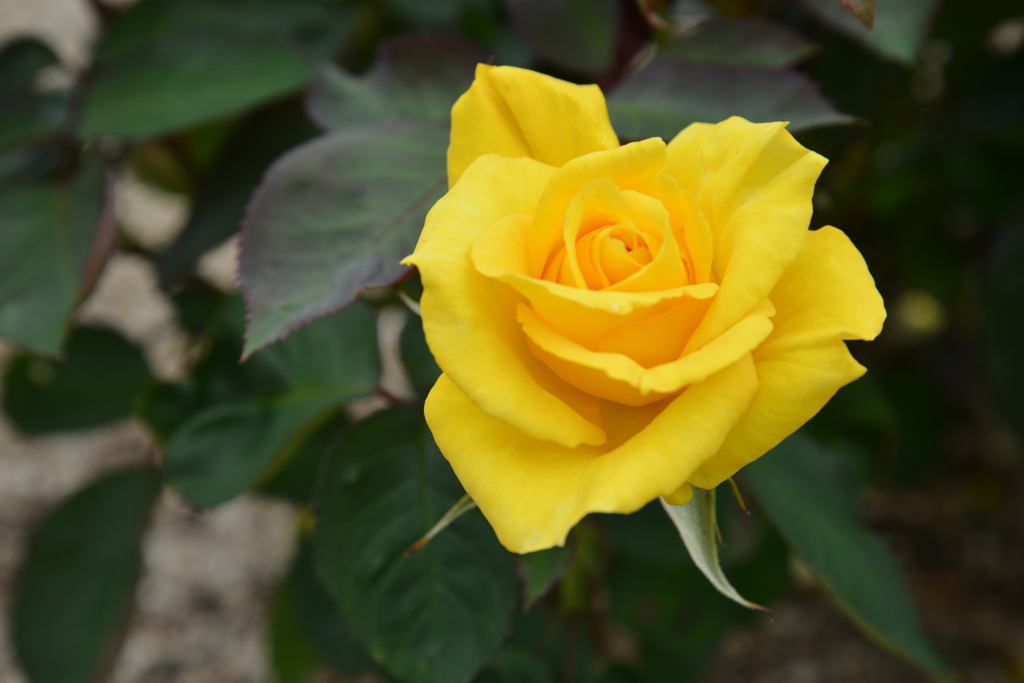 華麗な秋薔薇の日々　➂。。。！