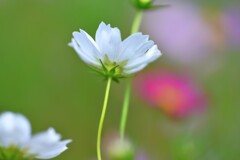 秋色の奏で　➂。。。！