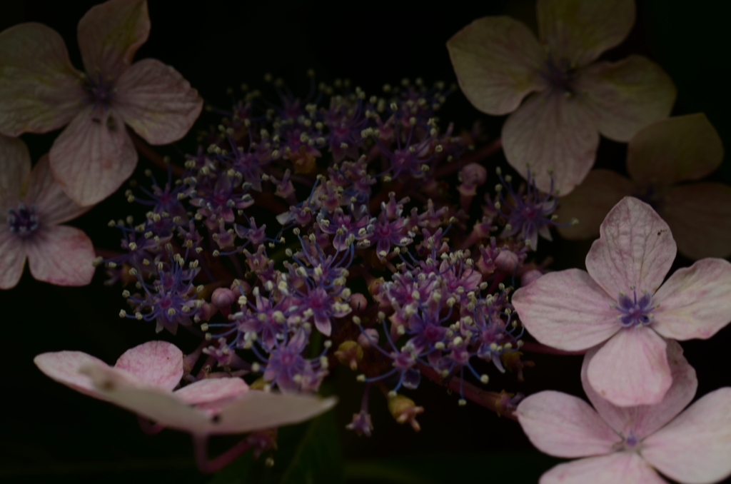 紫陽花　②。。。！