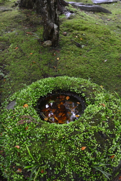 古刹．．時に苔むす　④。。。！