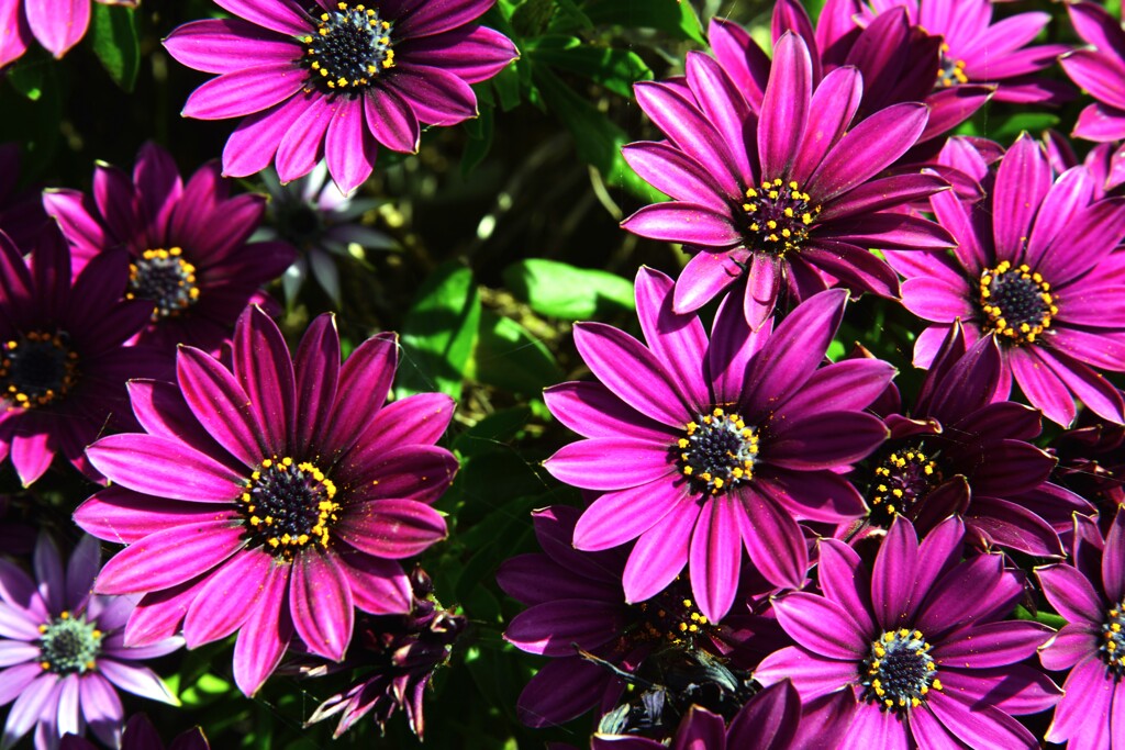 野に咲く花のように　①。。。！