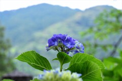 紫陽花とふるさと。。。！