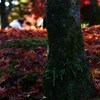 赤毛氈の陽光と影　②　。。。！