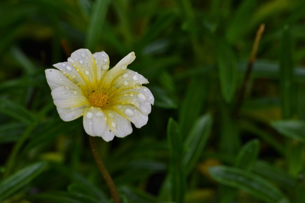 梅雨花　①。。。！