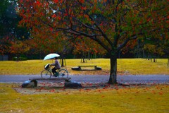 秋に染まる公園　①。。。！