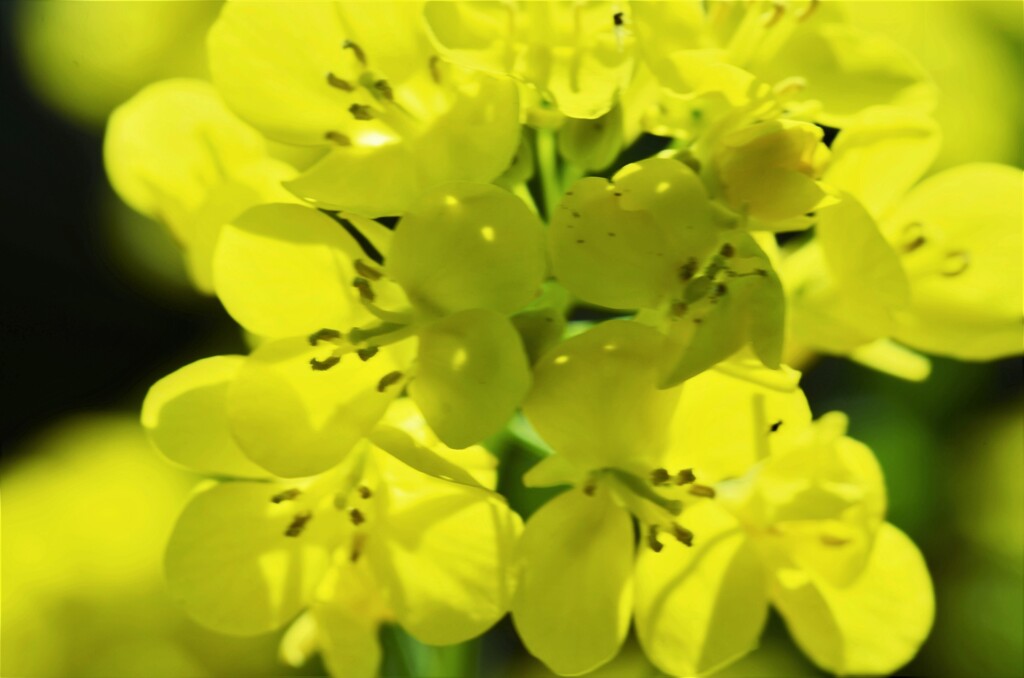 春爛漫の菜の花畑　③。。。！